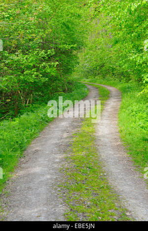 Path through Forest, Hainich National Park, Thuringia, Germany, Europe Stock Photo
