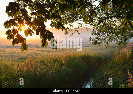 Trees branches and field at sunrise, Nature Reserve Moenchbruch, Moerfelden-Walldorf, Hesse, Germany, Europe Stock Photo