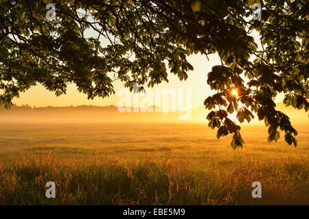 Chestnut tree branches and field at sunrise, Nature Reserve Moenchbruch, Moerfelden-Walldorf, Hesse, Germany, Europe Stock Photo