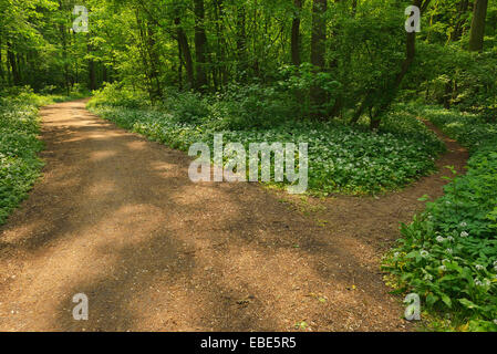 Forked Path with Blooming Wild Garlic, Spring, Bulau, Erlensee, Hanau, Hesse, Germany Stock Photo