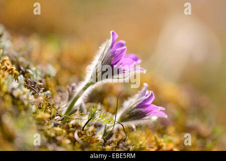 Close-up of a pasque flower (Pulsatilla vulgaris) blooming in a meadow in spring, Bavaria, Germany Stock Photo
