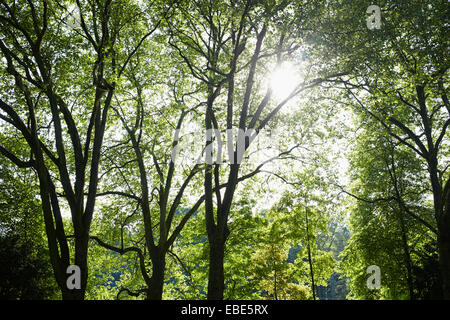 Close-up of trees in a park with sunlight in springtime, Germany Stock Photo