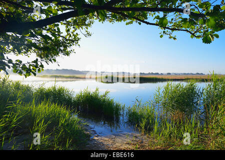 Prerowstrom in Morning, Prerow, Fischland-Darss-Zingst, Mecklenburg-Western Pomerania, Germany Stock Photo