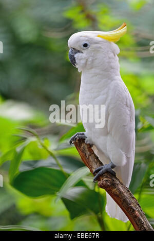 Beautiful white Cockatoo, Sulphur-crested Cockatoo (Cacatua galerita), side profile Stock Photo