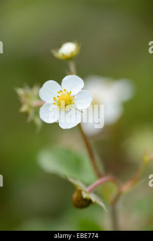 Close up of Wild Strawberry Fragaria vesca flower Stock Photo - Alamy