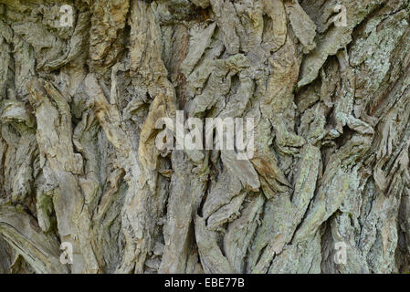 Close-up of Crack Willow (Salix fragilis) Bark of Old Tree in Spring, Bavaria, Germany Stock Photo
