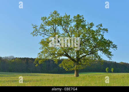 Oak Tree in Spring, Grebenhain, Vogelsberg District, Hesse, Germany Stock Photo