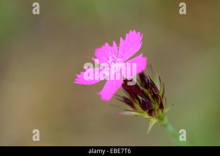 Close-up of a Carthusian Pink (Dianthus carthusianorum) in summer, Upper Palatinate, Bavaria, Germany Stock Photo