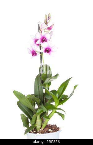 Dendrobium phalaenopsis hybrid orchid in a pot on white a background, it is isolated Stock Photo