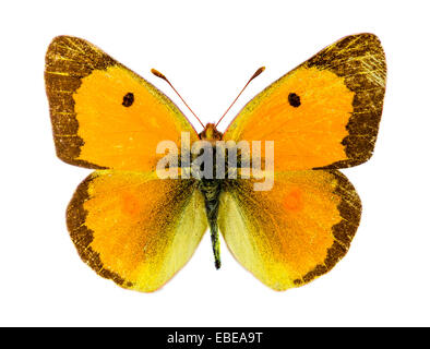 Common Clouded Yellow (Colias croceus) butterfly Stock Photo