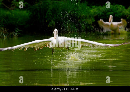 Dalmatian Pelican (Pelecanus crispus) in take-off on the water Stock Photo