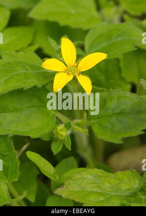 Close up on one golden-knees, goldenstar or green-and-gold (Chrysogonum virginianum) Stock Photo