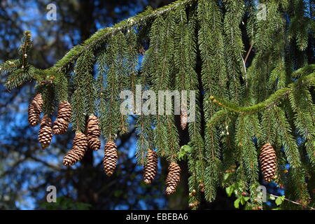 Close up on norway spruce (picea abies) cones Stock Photo