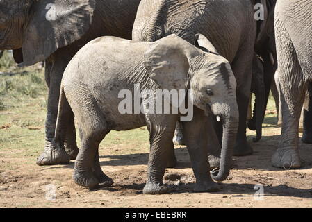 young elephant near a waterhole Stock Photo