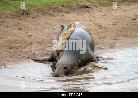 Grey seals and seal pups at Donna Nook in the United Kingdom Stock Photo