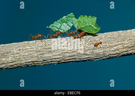Leaf cutter ants (Atta cephalotes columbica) carrying pieces of leaves which they cut Stock Photo