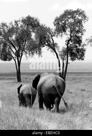 African elephants returning to the Mara from the marshes Stock Photo