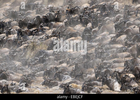 Herd of Blue Wildebeest (Connochaetes taurinus) crossing the Mara River, Serengeti national park, Tanzania. Stock Photo