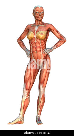 3D digital render of a female figure with muscle maps isolated on white background Stock Photo