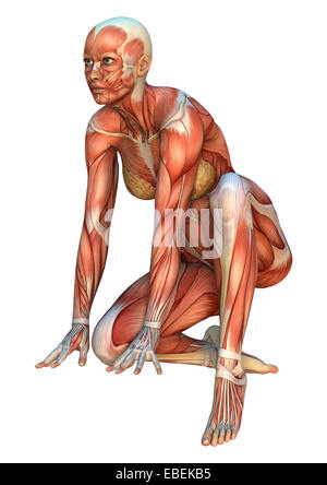 3D digital render of a female figure with muscle maps isolated on white background Stock Photo