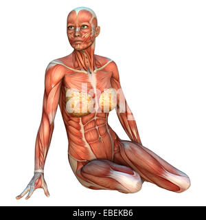 3D digital render of a female figure with muscle maps isolated on white background Stock Photo