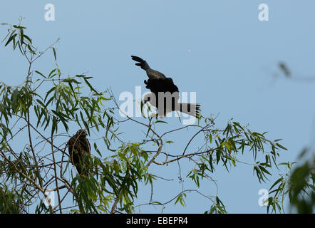 beautiful alone Black Kite (Milvus migrans) standing on branch Stock Photo