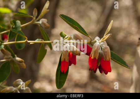 Nemcia rubra, Mountain Pea in Stirling Range NP, WA, Australia Stock Photo