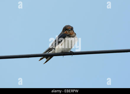 beautiful Barn Swallow (Hirundo rustica) resting on electric wire Stock Photo