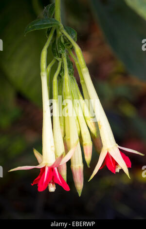 First opened flowers in a developing cluster of the half-hardy Fuchsia boliviana alba Stock Photo