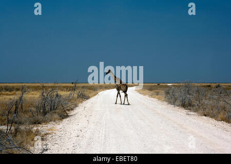 Giraffe (Giraffa camelopardalis) crossing road in Etosha National Park - Namibia, Africa [Removed Vehicle Antenna] Stock Photo