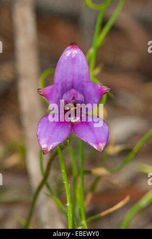 Elythranthera emarginata, Pink Enamel Orchid in Cape Le Grande NP, WA, Australia Stock Photo