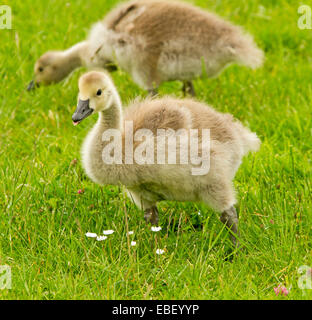 Two young Canada goose goslings, Branta canadensis, with yellow fluffy down, feeding on emerald grass with daisies in wetlands Stock Photo