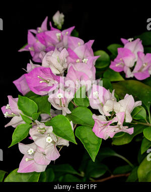 Close up of cluster of  tiny flowers, pink & white bracts, emerald green leaves of Bambino Bougainvillea Majik, black background Stock Photo