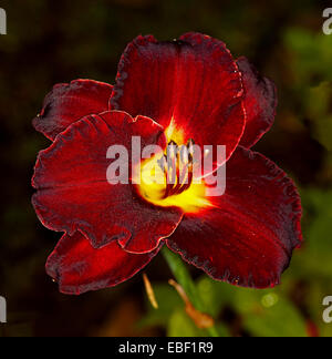 Spectacular daylily flower, dark red, almost  black petals & bright yellow throat on black background with hint of green leaves Stock Photo