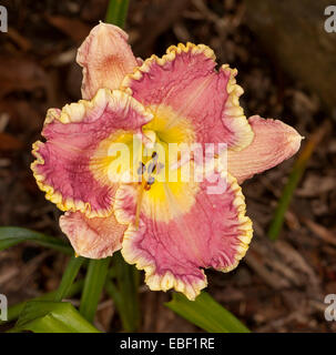Spectacular daylily flower, 'Feliz Navidad' ,  red / pink petals with yellow frilled edges & bright yellow throat on dark bgd Stock Photo