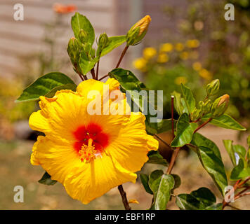 Spectacular bright yellow flower with red throat of Hibiscus Flamenco series 'Athenacus' surrounded by emerald leaves & buds Stock Photo