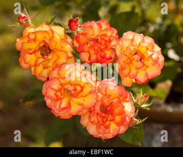 Cluster of spectacular Parade roses & buds, vivid red, orange and yellow flowers with frilly red edged petals, olive green bkgd Stock Photo