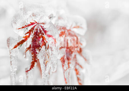 Japanese maple tree leaves covered in ice and icicles during winter Stock Photo
