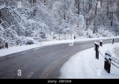 Winter road curving through icy forest covered in snow after ice storm and snowfall. Ontario, Canada. Stock Photo