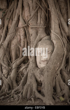 Stone Buddha head entwined in tree roots, Wat Mahathat, Ayutthaya, Thailand Stock Photo