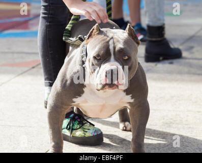 American Bully breed dog Stock Photo