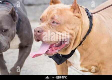American Bully XL Stock Photo