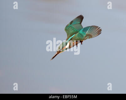 Female Common Kingfisher (Alcedo atthis) diving for fish Stock Photo