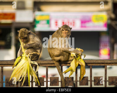 Lopburi, Lopburi, Thailand. 30th Nov, 2014. Long Tailed Macaque monkeys eat a snack in Lopburi. Lopburi is the capital of Lopburi province and is about 180 kilometers from Bangkok. Lopburi is home to thousands of Long Tailed Macaque monkeys. A regular sized adult is 38 to 55cm long and its tail is typically 40 to 65cm. Male macaques weigh around 5 to 9 kilos, females weigh approximately 3 to 6 kg. The Monkey Buffet was started in the 1980s by a local business man who owned a hotel and wanted to attract visitors to the provincial town. The annual event draws thousands of tourists to the town. Stock Photo