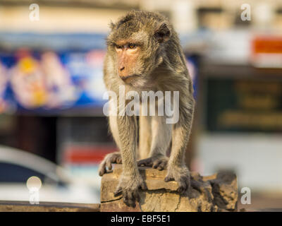 Lopburi, Lopburi, Thailand. 30th Nov, 2014. A Long Tailed Macaque monkey wanders through town in Lopburi. Lopburi is the capital of Lopburi province and is about 180 kilometers from Bangkok. Lopburi is home to thousands of Long Tailed Macaque monkeys. A regular sized adult is 38 to 55cm long and its tail is typically 40 to 65cm. Male macaques weigh around 5 to 9 kilos, females weigh approximately 3 to 6 kg. The Monkey Buffet was started in the 1980s by a local business man who owned a hotel and wanted to attract visitors to the provincial town. The annual event draws thousands of tourists to Stock Photo