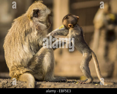 Lopburi, Lopburi, Thailand. 30th Nov, 2014. A female Long Tailed Macaque monkeys feeds one of her offspring in Lopburi. Lopburi is the capital of Lopburi province and is about 180 kilometers from Bangkok. Lopburi is home to thousands of Long Tailed Macaque monkeys. A regular sized adult is 38 to 55cm long and its tail is typically 40 to 65cm. Male macaques weigh around 5 to 9 kilos, females weigh approximately 3 to 6 kg. The Monkey Buffet was started in the 1980s by a local business man who owned a hotel and wanted to attract visitors to the provincial town. The annual event draws thousands o Stock Photo