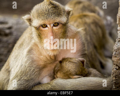 Lopburi, Lopburi, Thailand. 30th Nov, 2014. A female Long Tailed Macaque monkeys nurses one of her offspring in Lopburi. Lopburi is the capital of Lopburi province and is about 180 kilometers from Bangkok. Lopburi is home to thousands of Long Tailed Macaque monkeys. A regular sized adult is 38 to 55cm long and its tail is typically 40 to 65cm. Male macaques weigh around 5 to 9 kilos, females weigh approximately 3 to 6 kg. The Monkey Buffet was started in the 1980s by a local business man who owned a hotel and wanted to attract visitors to the provincial town. The annual event draws thousands Stock Photo