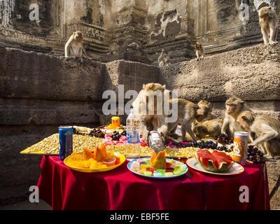 Lopburi, Lopburi, Thailand. 30th Nov, 2014. Long tailed macaque monkeys eat the fruit and vegetable buffet at the annual monkey buffet party in Lopburi, Thailand. Lopburi is the capital of Lopburi province and is about 180 kilometers from Bangkok. Lopburi is home to thousands of Long Tailed Macaque monkeys. A regular sized adult is 38 to 55cm long and its tail is typically 40 to 65cm. Male macaques weigh around 5 to 9 kilos, females weigh approximately 3 to 6 kg. The Monkey Buffet was started in the 1980s by a local business man who owned a hotel and wanted to attract visitors to the provinci Stock Photo