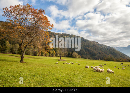 Pastures in the Col de la Forclaz near Annecy Lac, Haute-Savoie, Rhône-Alpes, France Stock Photo