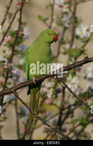 Ring Necked Parakeet with Apple Blossom in London Garden Stock Photo